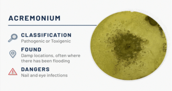 Acremonium