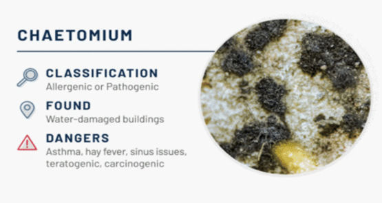 Chaetomium